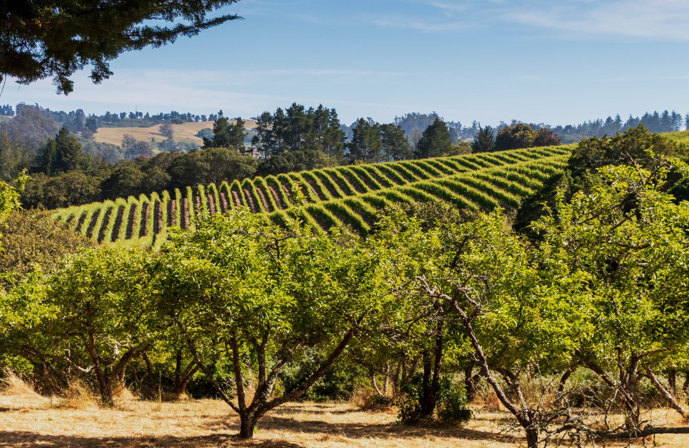 Homes for Sale in Santa Rosa Ca | Tom Lois